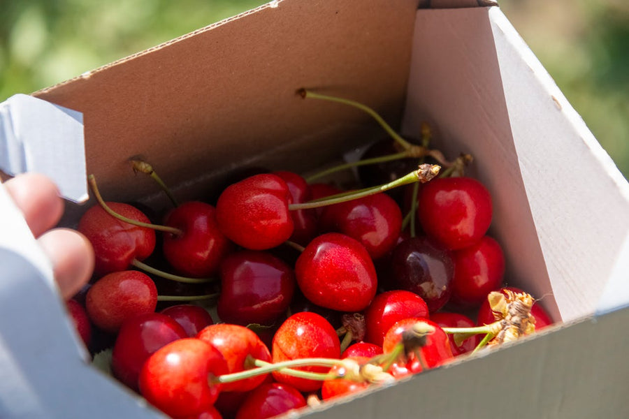 Fresh Cherries