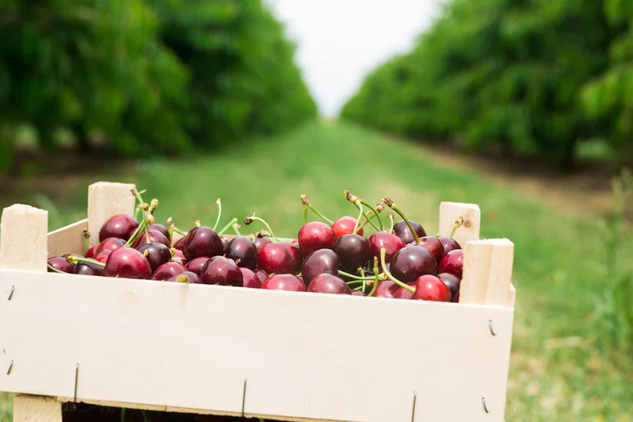 Corporate Christmas Gifts NZ: Why Fresh Cherries Are the Present Everyone Remembers