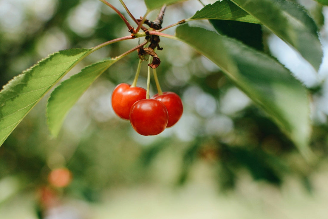 cherries