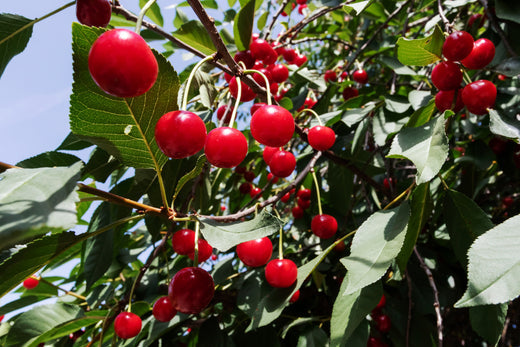 cherry tree
