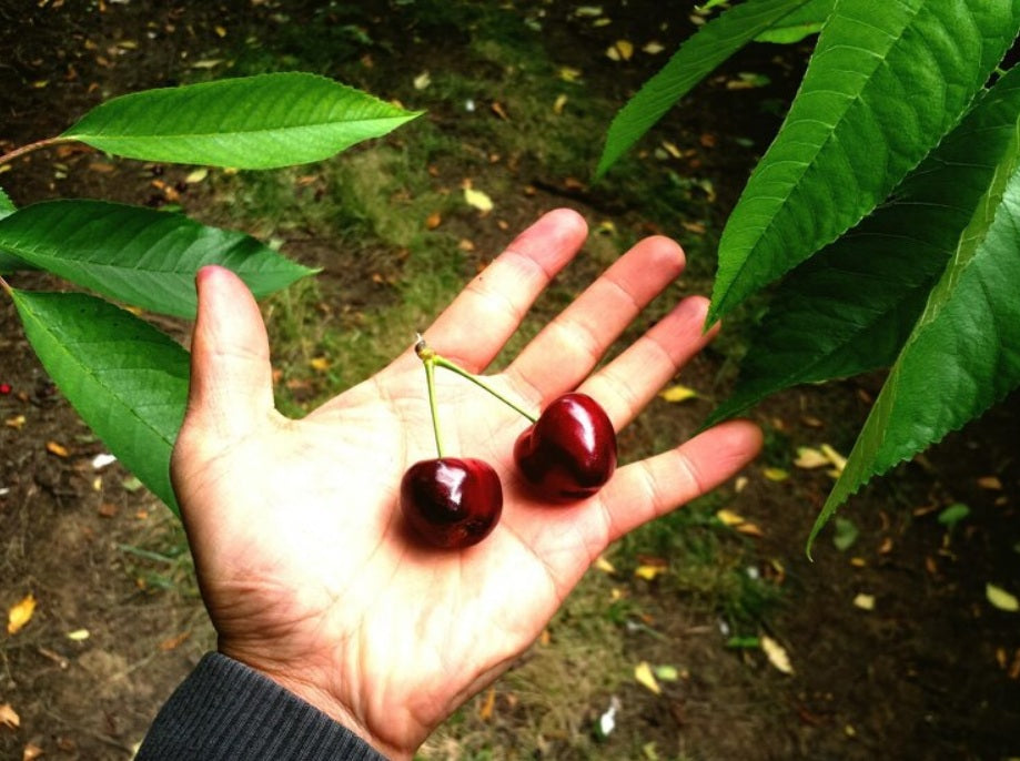 cherries