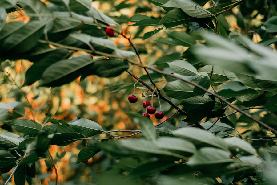 cherry tree