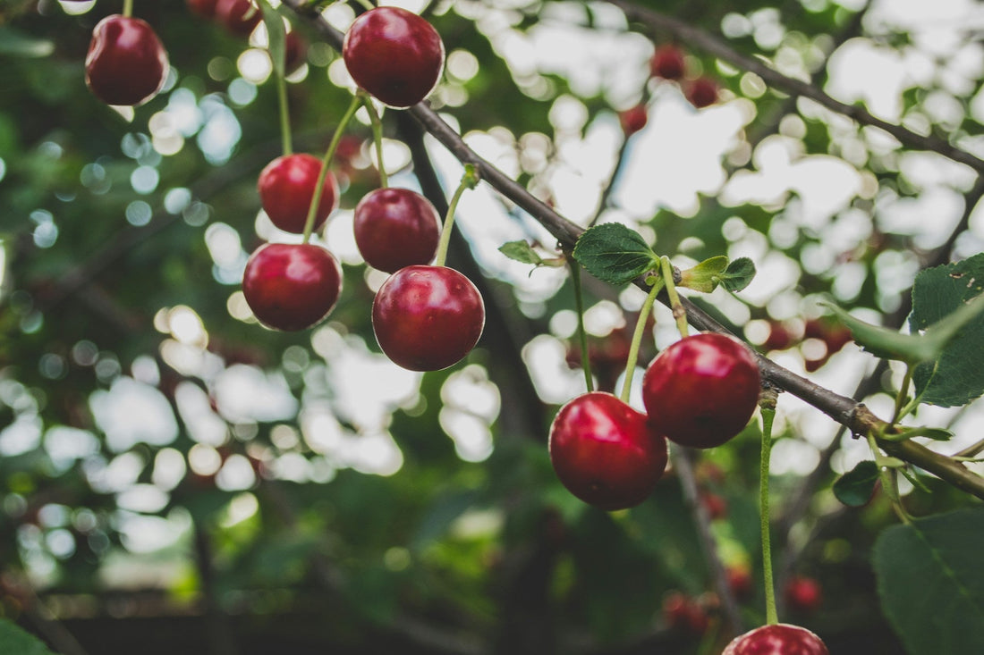 Cherry Tree