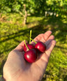 Pure Organic Red Cherries