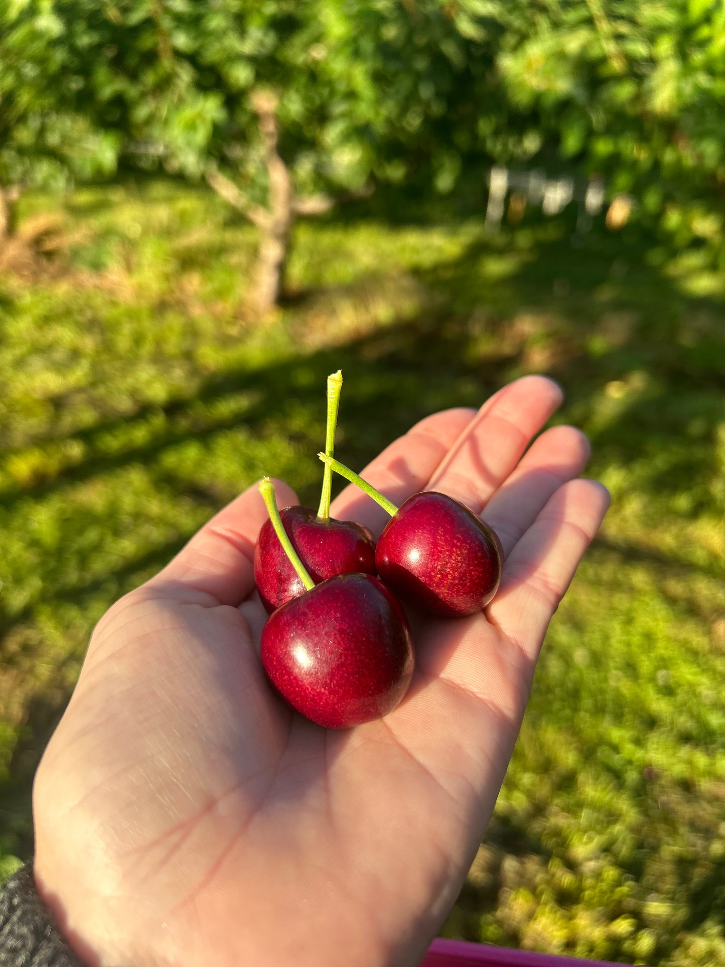 Pure Organic Red Cherries